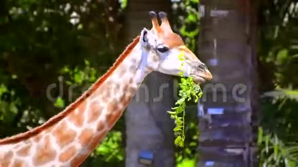长颈鹿在公共动物园吃树叶视频的预览图