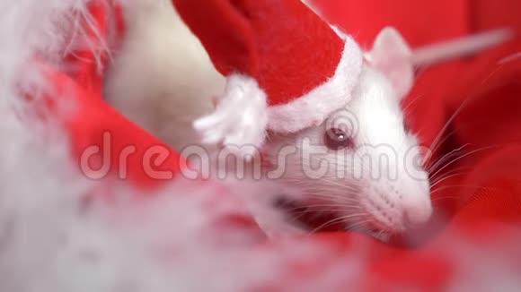 戴着小帽子的白鼠圣诞老人从红色背景的圣诞老人帽子里望了望圣诞卡2020年的象征视频的预览图