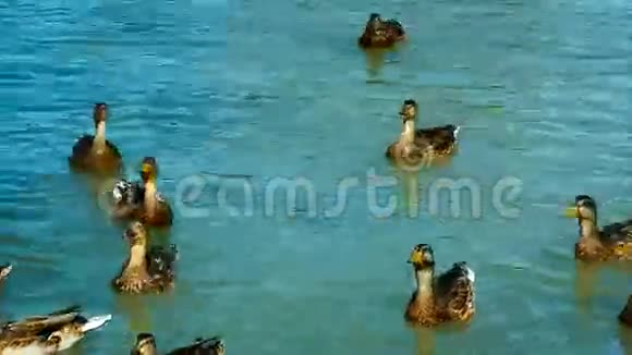 马拉德鸭子和德雷克在湖里游泳他们吃面包视频的预览图