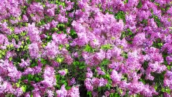春暖花开的丁香树近景视频的预览图