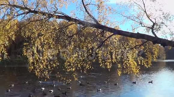 秋天的风景和鸭子视频的预览图