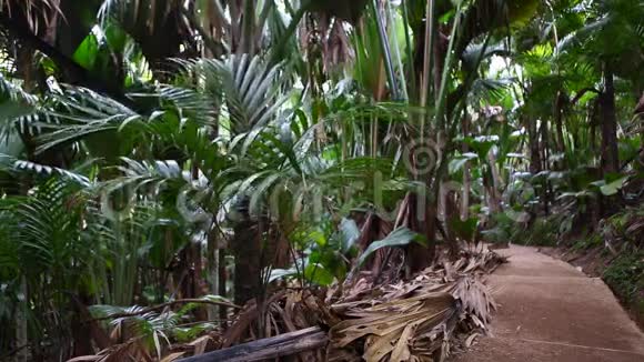 塞舌尔普拉斯林岛野生棕榈树林视频的预览图