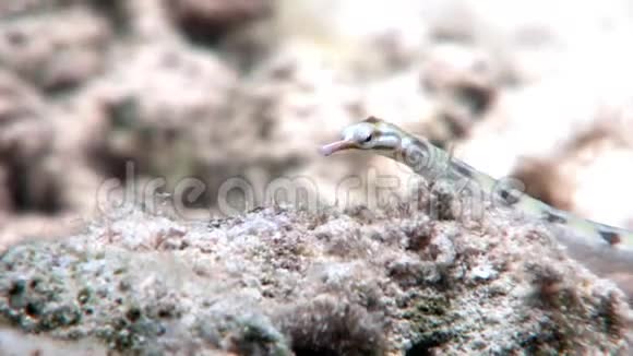 埃及红海中的长鱼视频的预览图