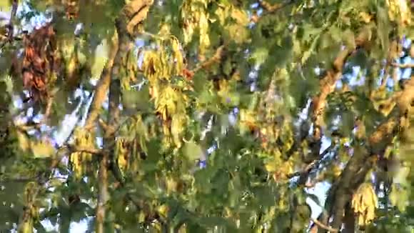 晚阳灰树避视频的预览图