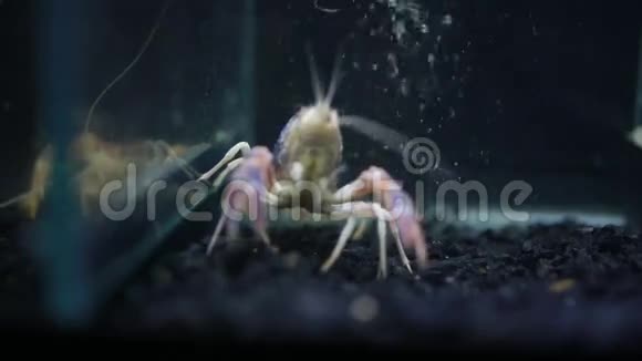 关闭小龙虾爪视频的预览图