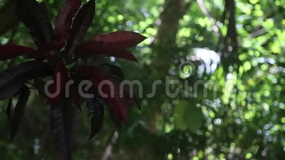 花园里绿色的异国植物视频的预览图