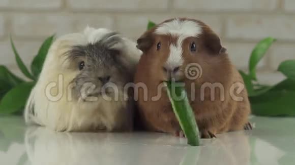 一只吃黄瓜的豚鼠第二次思考的股票录像视频的预览图