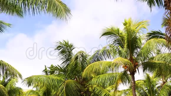 热带绿棕榈树蓝天视频的预览图