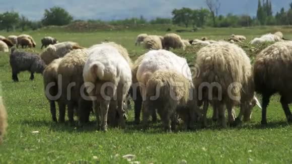 羊群成群放牧在草地上吃草动物行走野外视频的预览图
