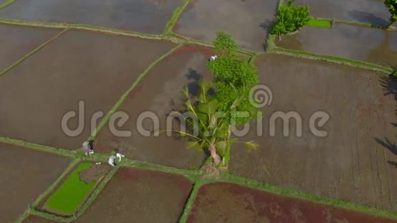 一群农民在一片充满水的大田上种植水稻前往巴厘岛视频的预览图