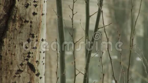 冬天的树枝视频的预览图