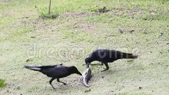 丛林乌鸦Corvusmacrorhynchos吃鱼视频的预览图