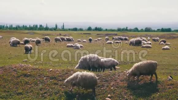 羊群成群放牧在草地上吃草动物行走野外视频的预览图