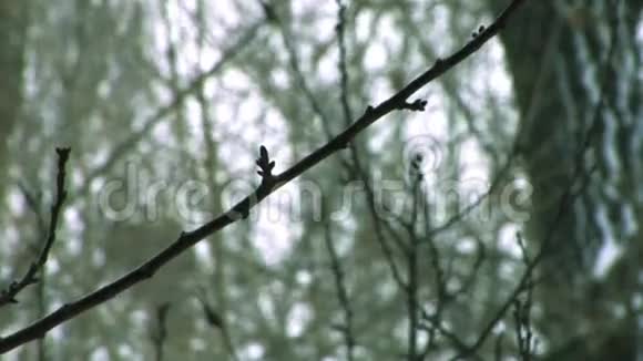 冬天的树枝视频的预览图