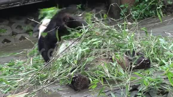 熊猫在中国成都躺着吃竹子视频的预览图