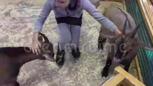 黑猪在动物园和黑猪玩动物的女孩视频的预览图
