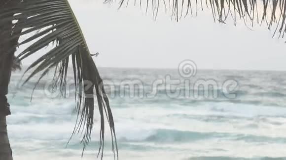 在拉帕尔马大海和棕榈之间浪漫日落的美妙肖像视频的预览图