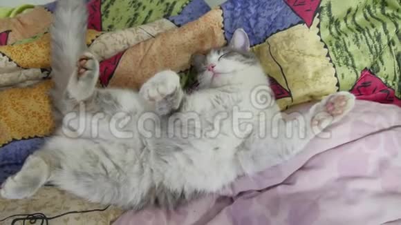 猫在床上睡觉很有趣猫睡觉视频的预览图
