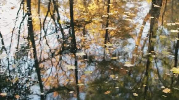 水中树木的倒影池塘上的黄橙叶视频的预览图