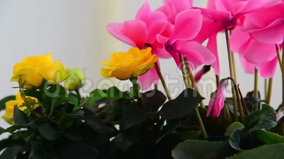 甜蜜蜜玫瑰和天竺葵的美丽花朵视频的预览图