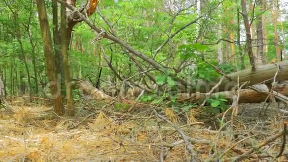 松林景观枯树落叶及植被视频的预览图