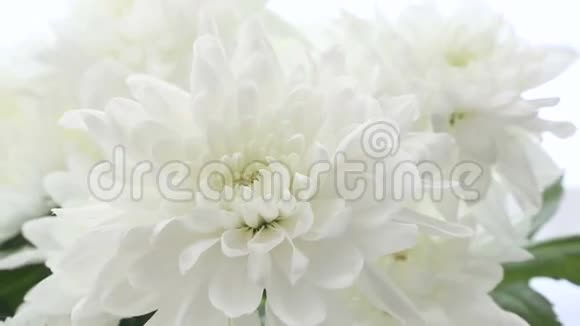 白色背景上美丽的花束白色菊花框架大小各不相同视频的预览图