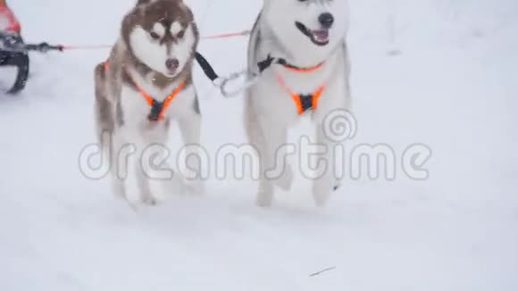 马舍躲在雪橇后面慢动作的雪橇狗比赛视频的预览图