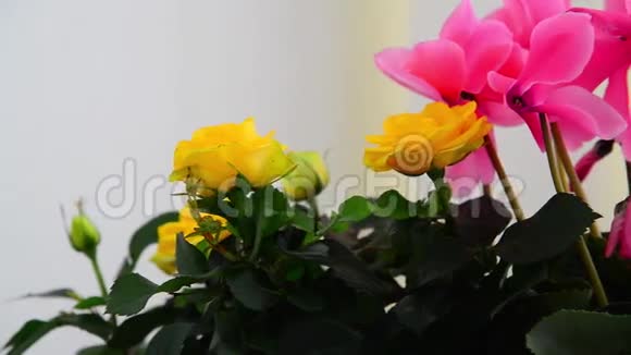 甜蜜蜜玫瑰和天竺葵的美丽花朵视频的预览图