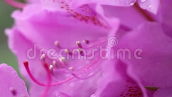春天美丽的粉红色杜鹃花的特写视频的预览图