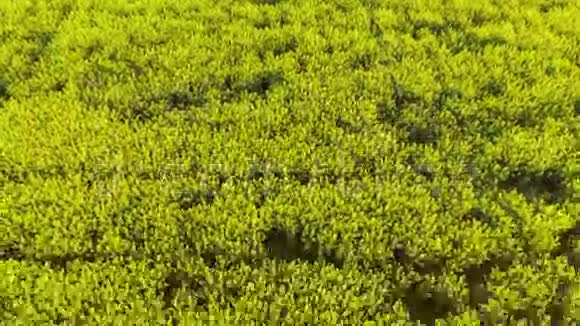 卡诺拉球场鸟飞高度的油菜田视频的预览图