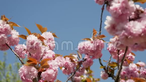 日本花园里盛开的美丽的粉红色樱花视频的预览图