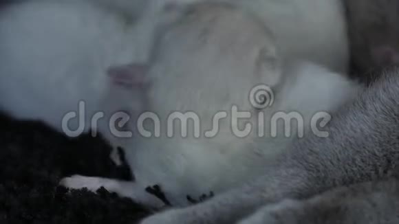猫妈妈喂她的小猫黑色背景特写镜头视频的预览图