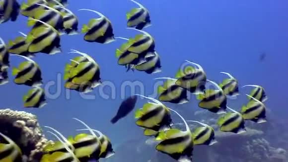 红海海底背景海洋景观蝴蝶鱼学派视频的预览图