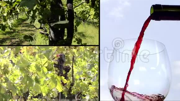 葡萄酒和葡萄酒视频的预览图