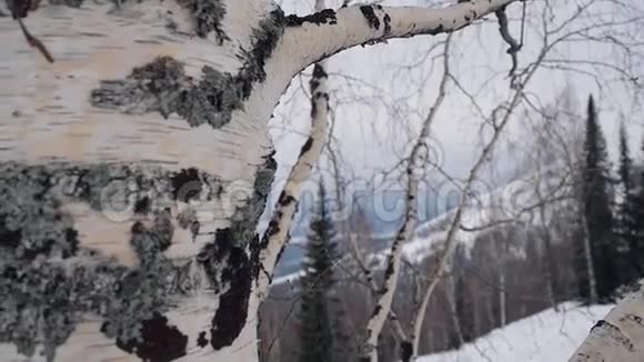 美丽的冬季景观雪覆盖桦木在缓慢的运动1920x1080视频的预览图