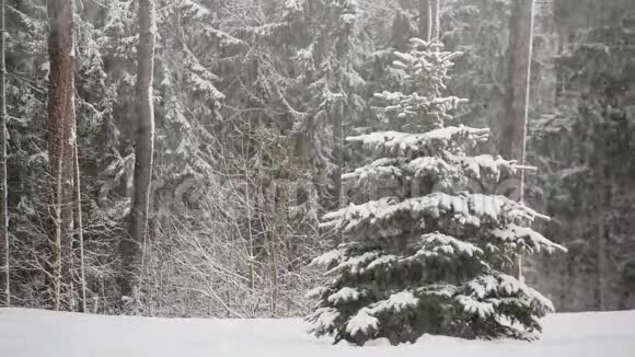 在云杉黑暗森林的背景下降雪视频的预览图