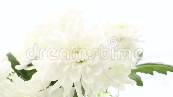 白色背景上美丽的花束白色菊花框架大小各不相同视频的预览图