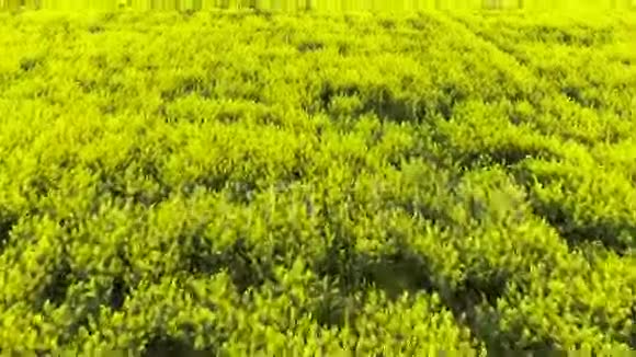 卡诺拉球场鸟飞高度的油菜田视频的预览图