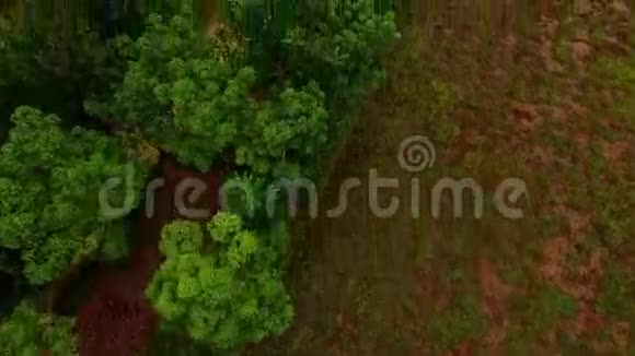 橡胶种植园田间林视频的预览图