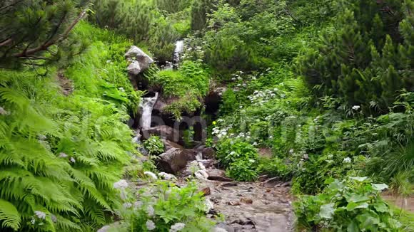 森林溪流流过岩石视频的预览图