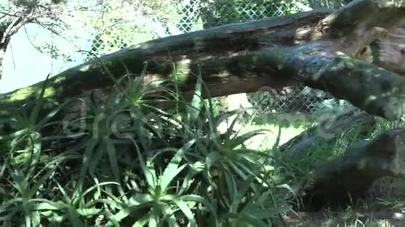 南非猎豹在草原漫步视频的预览图
