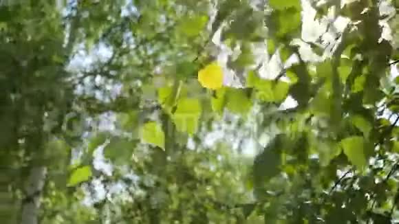 美丽的桦树枝和叶子视频的预览图