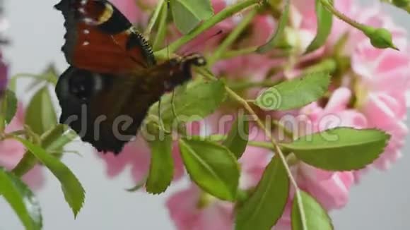 孔雀蝴蝶到达顶端视频的预览图