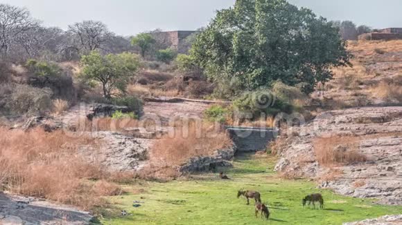 印度拉贾斯坦邦兰桑博雷国家公园兰桑博雷堡视频的预览图