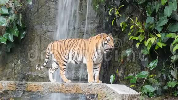 风景如画的瀑布背景上美丽雄伟的老虎视频的预览图
