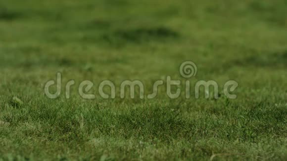 四架直升机站在草地上绿色背景夏季视频的预览图
