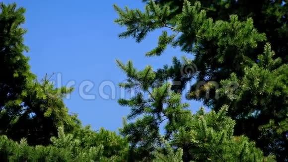 晴天微风中的松树视频的预览图