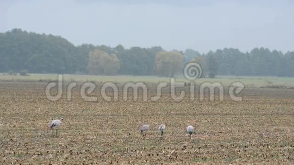 一群鹤鸟在秋天迁徙的玉米地上休息阴雨天气视频的预览图