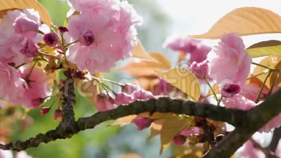 日本花园里盛开的美丽的粉红色樱花视频的预览图