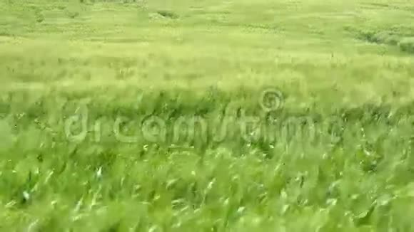 绿色小麦在风中移动4K视频的预览图